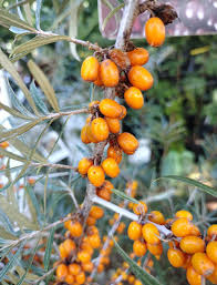 Attēlu rezultāti vaicājumam “Hippophae rhamnoides”