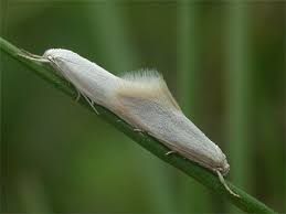 Attēlu rezultāti vaicājumam “Elachista argentella”