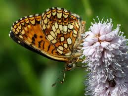 Attēlu rezultāti vaicājumam “Melitaea diamina upperside”