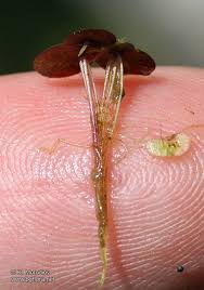 Attēlu rezultāti vaicājumam “Spirodela polyrhiza”