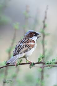 Attēlu rezultāti vaicājumam “Passer domesticus”