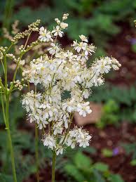 Attēlu rezultāti vaicājumam “Filipendula vulgaris”