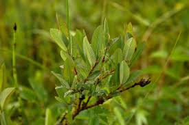 Attēlu rezultāti vaicājumam “Salix myrtilloides”