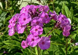 Attēlu rezultāti vaicājumam “Phlox paniculata”