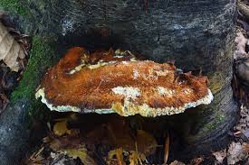 Attēlu rezultāti vaicājumam “Junghuhnia collabens”