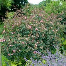 Attēlu rezultāti vaicājumam “Rosa glauca”