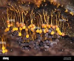 Attēlu rezultāti vaicājumam “Badhamia foliicola spores”