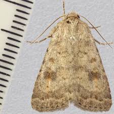 Attēlu rezultāti vaicājumam “Caradrina morpheus”