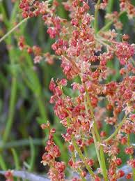 Attēlu rezultāti vaicājumam “Rumex acetosella flower”