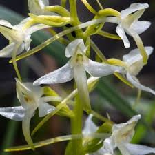 Attēlu rezultāti vaicājumam “Platanthera bifolia leaf”