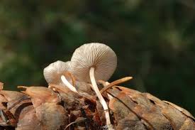 Attēlu rezultāti vaicājumam “Strobilurus esculentus”