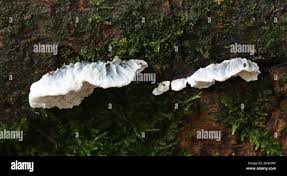 Attēlu rezultāti vaicājumam “Postia caesia”