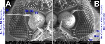Attēlu rezultāti vaicājumam “Nardia scalaris cells”