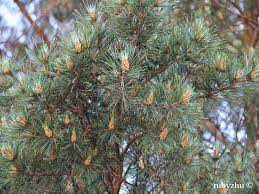Attēlu rezultāti vaicājumam “Pinus sylvestris var. turfosa”