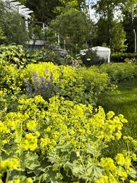 Image result for Alchemilla mollis