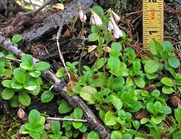 Attēlu rezultāti vaicājumam “Linnaea borealis”