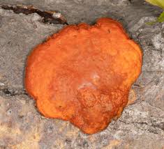 Attēlu rezultāti vaicājumam “Pycnoporus cinnabarinus”