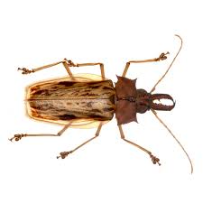 Attēlu rezultāti vaicājumam “Trichia ambigua macro”