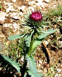 Image result for Alpendistel