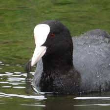 Attēlu rezultāti vaicājumam “Fulica atra”