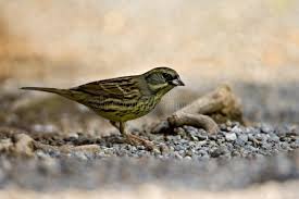Image result for Emberiza spodocephala