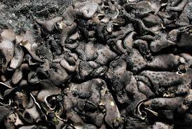 Attēlu rezultāti vaicājumam “Dermatocarpon luridum”