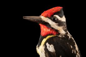 Image result for Sphyrapicus varius