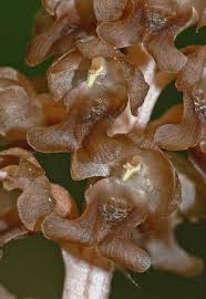 Attēlu rezultāti vaicājumam “Neottia nidus-avis fruit”