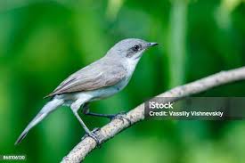 Attēlu rezultāti vaicājumam “Sylvia curruca”