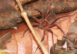 Araignée rouge dans ARAIGNEE