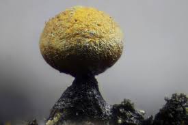 Attēlu rezultāti vaicājumam “Physarum obscurum sessile”