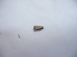 Attēlu rezultāti vaicājumam “Hypenodes humidalis”