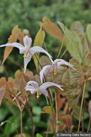 Attēlu rezultāti vaicājumam “Epimedium alpinum  flower”
