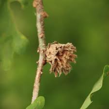 Attēlu rezultāti vaicājumam “Andricus foecundatrix”