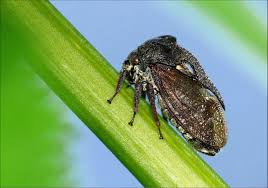 Attēlu rezultāti vaicājumam “Centrotus cornutus”