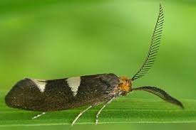 Attēlu rezultāti vaicājumam “Incurvariidae”