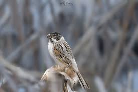 Attēlu rezultāti vaicājumam “Emberiza schoeniclus eggs”