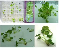 Attēlu rezultāti vaicājumam “Primula veris leaf”