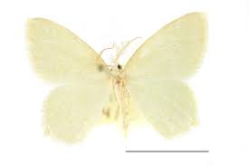 Attēlu rezultāti vaicājumam “Jodis putata”