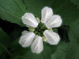 Attēlu rezultāti vaicājumam “Lamium album flower”