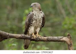 Attēlu rezultāti vaicājumam “Pernis apivorus”