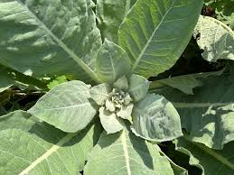 Image result for Verbascum densiflorum