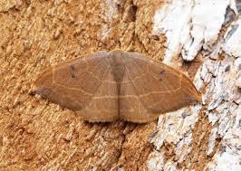 Attēlu rezultāti vaicājumam “Watsonalla binaria”