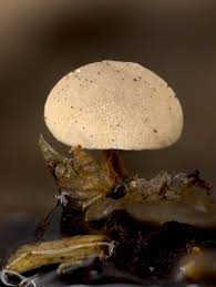 Attēlu rezultāti vaicājumam “Diderma montanum macro”