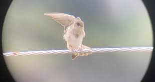 Attēlu rezultāti vaicājumam “Hirundinidae”