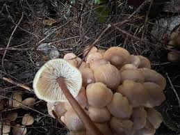 Attēlu rezultāti vaicājumam “Collybia acervata”