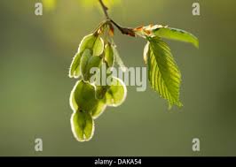 Attēlu rezultāti vaicājumam “Ulmus laevis fruit”