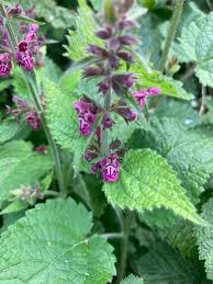 Attēlu rezultāti vaicājumam “Stachys sylvatica”