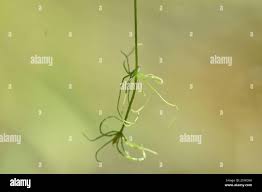 Attēlu rezultāti vaicājumam “Chara contraria”