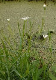 Attēlu rezultāti vaicājumam “Stellaria palustris leaf”
